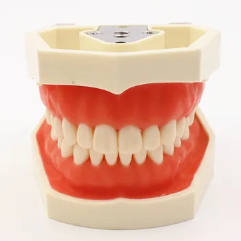 Zobni model Zob model, gumi zob Poučevanja Model Standardne Zobozdravstvene Typodont Model Predstavitve Z Odstranljivo Zob 200H